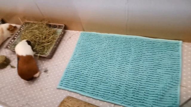 БЮДЖЕТНЫЙ ЗАГОН (ВОЛЬЕР) ДЛЯ МОРСКИХ СВИНОК. смотреть онлайн