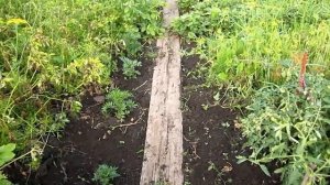 Как осушить участок своими руками без затрат