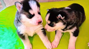 КАКОГО ЦВЕТА ГЛАЗКИ У МОИХ ЩЕНЯТ?? (Хаски Бублик) Говорящая собака Mister Booble