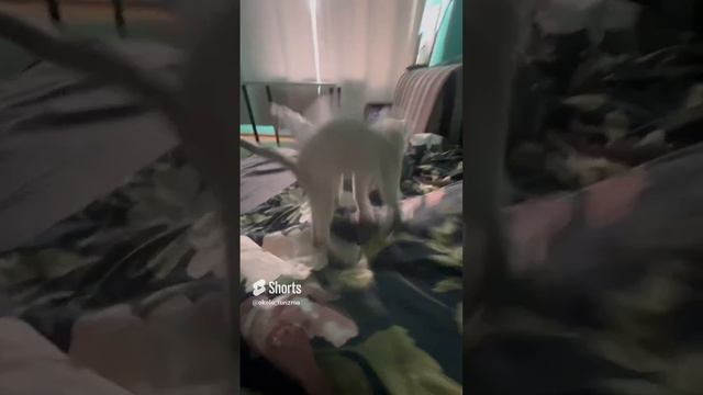 Кот с субличностью дракона