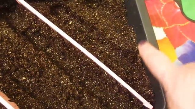 Январь-идеальное время для посева астры на рассаду.10.01.2019 смотреть онлайн