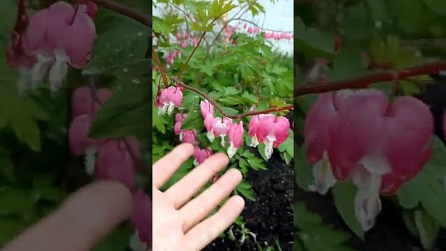 #shorts #дицентра #разбитоесердце РАЗБИТОЕ СЕРДЦЕ смотреть онлайн