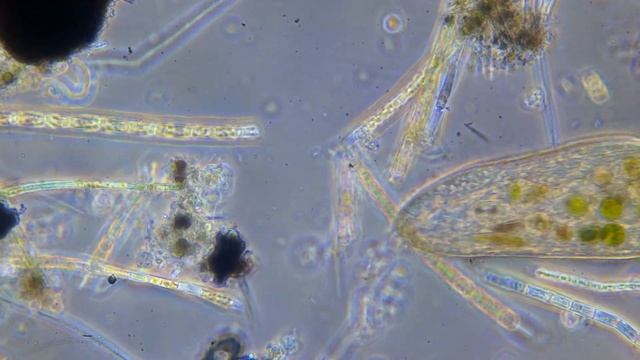 Инфузория смотреть онлайн