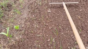 КАК ПОСЕЯТЬ ГАЗОН СВОИМИ РУКАМИ