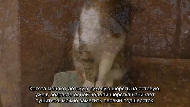 Когда котята меняют шерсть и цвет глаз смотреть онлайн