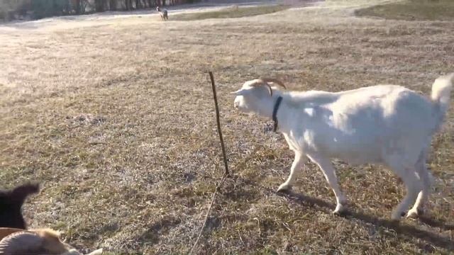Как я козочек к козлам водила смотреть онлайн