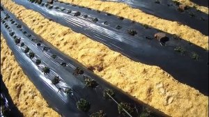 Обработка клубники азия, альба, дукат инсектицидом Актара