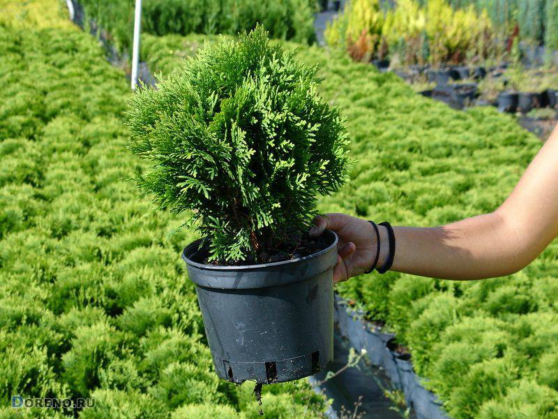 Как вырастить тую_ Простая инструкция по посадке и уходу смотреть онлайн