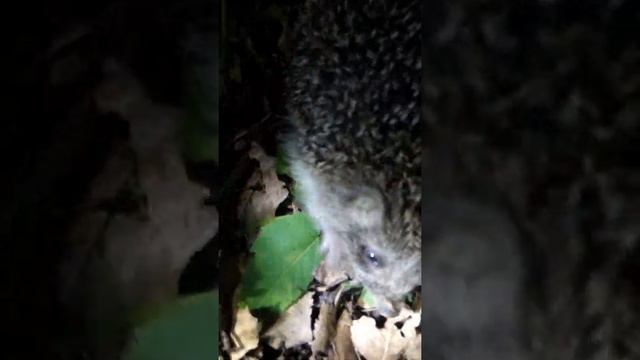 Ежик разговаривает. The hedgehog is talking смотреть онлайн
