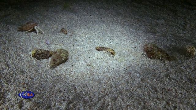 Small Hermit Crab Or South-claw Hermit Crab (Diogenes Pugilator) Рак отшельник диоген