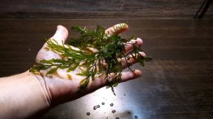 БОЛБИТИС ГЕДЕЛОТТИ КОМПАКТ. КОНГОЛЕЗСКИЙ ПАПОРОТНИК. Bolbitis heudelotii ‘compact’