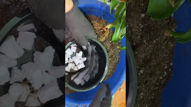 Драцена компакта