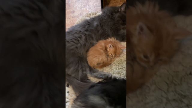 Пекинес Плюша, мейнкун Матильда и чужой рыжий малыш мейнкуненок смотреть онлайн