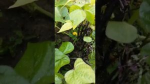 Три сестры кукуруза фасоль тыква