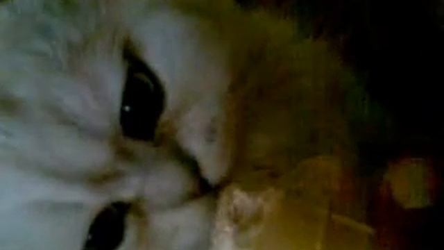 Кот Мартин Борман.mp4 смотреть онлайн