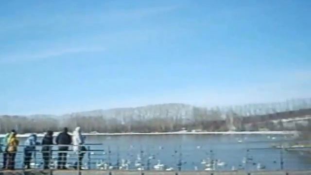 Лебединое озеро,MSWMM смотреть онлайн