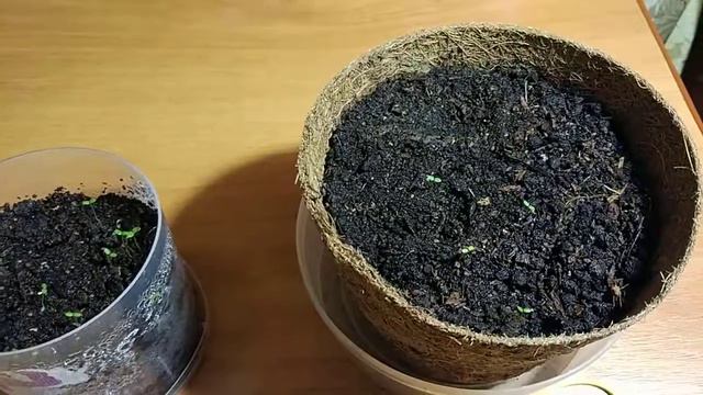 Земляника в кокосовом горшке 10-й день эксперимента смотреть онлайн