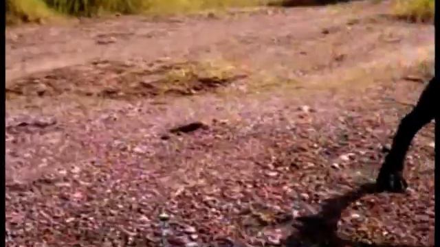 Охота на ящерку смотреть онлайн