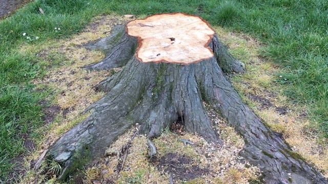 Terrence Pickles talks about "Felled Lawson cypress at Pinces gardens" - March 2019 смотреть онлайн
