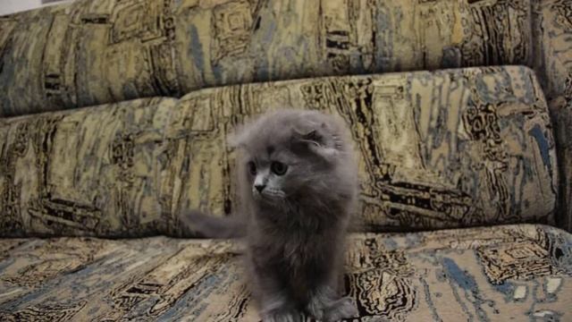 Хайленд фолд (шотландская длинношерстная вислоухая порода)