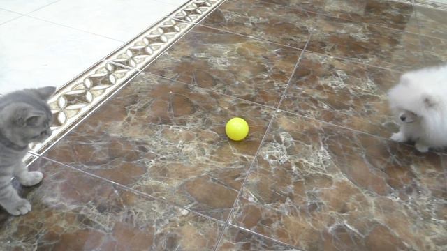 This is my ball, don't you understand? смотреть онлайн