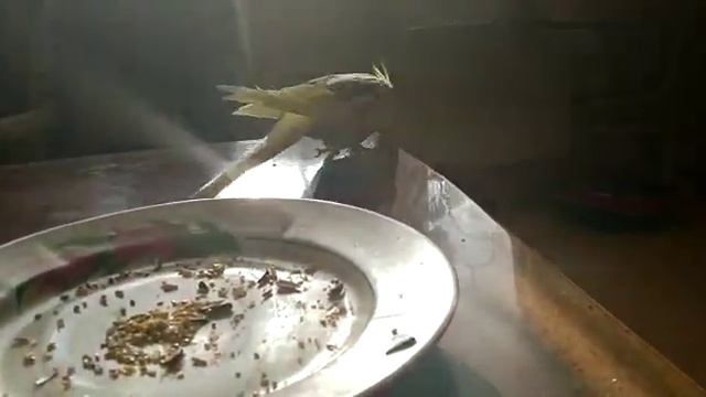 Попугай Корелла Аркаша после обеда учится говорить ❤️ Parrot Corella