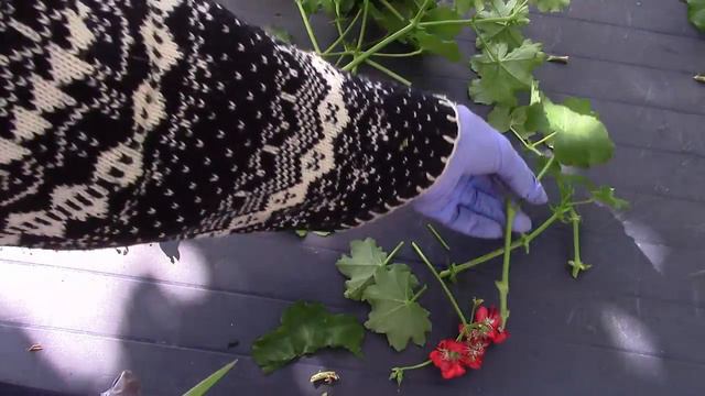 Пеларгония. Как черенковать растение? Это довольно просто! смотреть онлайн