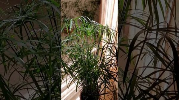 ПАПИРУС?? /Papyrus/ - оазис тропиков на нашей даче?