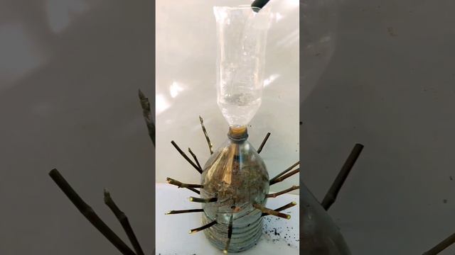 How to grow a fig tree in a glass bottle смотреть онлайн