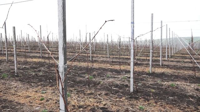 Выращивание столового винограда по системе Pergola смотреть онлайн