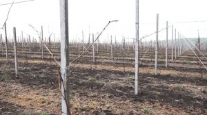 Выращивание столового винограда по системе Pergola