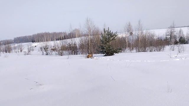 Охота на лис с капканоми. смотреть онлайн