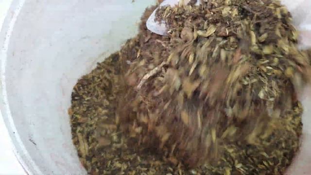 Посадка Тайского Замиокулькаса. Состав грунта. Удобрение. смотреть онлайн