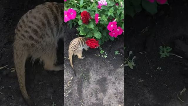 Сурикат Глаша на свободном выгуле на даче смотреть онлайн