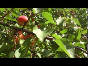 абрикос отбираем кандидатов в сорта