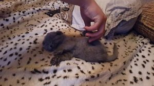 Как усыпить кота за 1 минуту