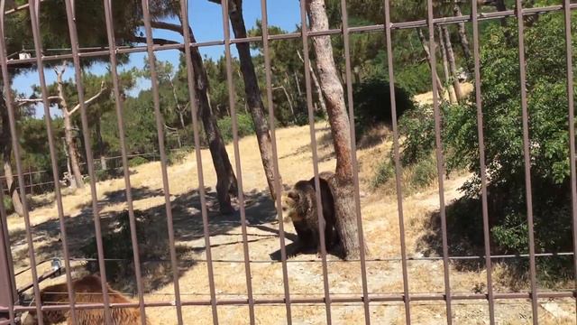 Наблюдали кормление медведей и волков смотреть онлайн