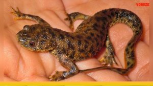 Иглистый Тритон содержание в аквариуме, совместимость и другие интересности про тритона