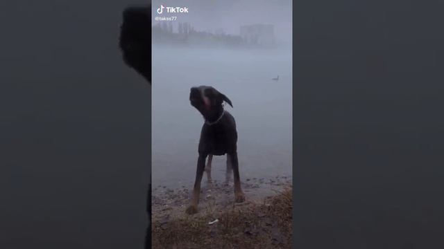 видео из тек тока доберман смотреть онлайн