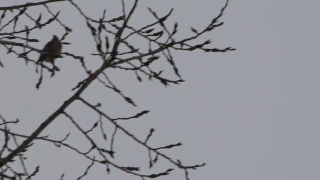 Налёт свиристелей (06.01.2012) смотреть онлайн