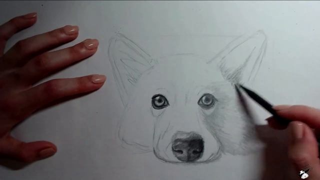 #Рисуноксобаки Корги за 40 секунд. Карандашная графика, рисуем поэтапно животных. Обучение. Урок. смотреть онлайн