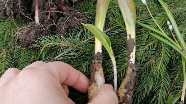 Эрантис (Eranthis), Кандык (Erythronium) и Сциллы (Scílla) мне в подарок 02.04.2023.