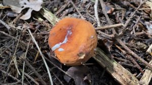 Lactarius volemus (Груздь красно-коричневый, Молочай), August 6, 2021