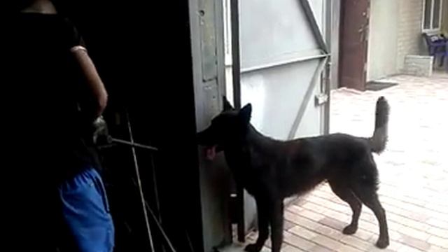Жесть! Собака прыгает под балгарку!!! смотреть онлайн