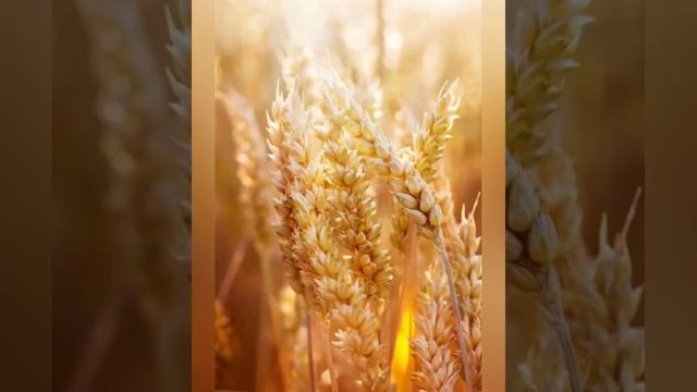 Всемирный день хлеба 16 октября смотреть онлайн