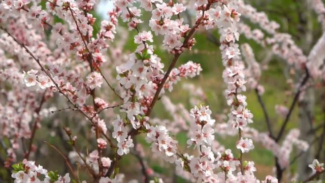 Не пой мне песню, соловей. Исполнение -Галина Погорельская. смотреть онлайн