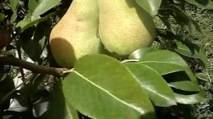 Сорт груши Аббат Фетель 21 09 2015