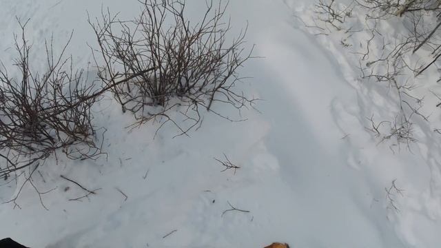 Как поймать куропатку зимой. Дедовский способ ловли. смотреть онлайн
