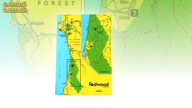 ? Самые ВЫСОКИЕ и БОЛЬШИЕ ДЕРЕВЬЯ в мире. [ТОП 10] смотреть онлайн