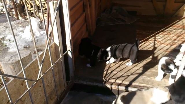 Щенята Алабая послеобеденный променад / ЩЕНЯЧЬИ ИГРЫ / ОГРЫЗАЮТСЯ И ДЕРУТСЯ КАК ВЗРОСЛЫЕ СОБАКИ смотреть онлайн